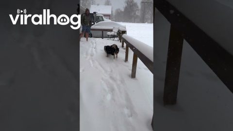 Dog Parent Asks About Cold Snow || ViralHog