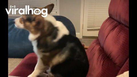 Corgi Rocks Himself in Recliner || ViralHog