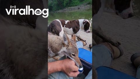 Weave the Coyote Grapples With Stray Dog || ViralHog