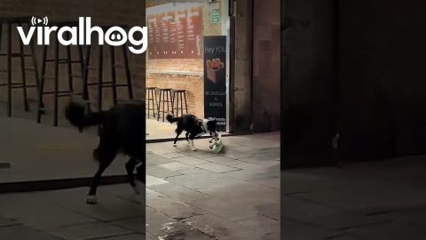 Skater Dog Tries Out Some New tricks || ViralHog
