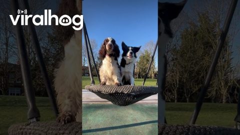 Dogs Like to Swing || ViralHog
