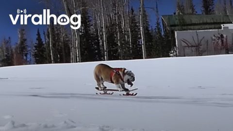 Snowboarding Bulldog || ViralHog