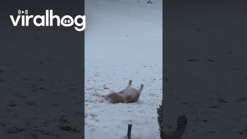 Bulldog Slides Down Snowy Hill || ViralHog