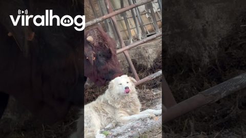 A Cow and a Dog's True Love || ViralHog