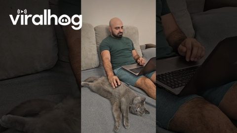 Man Uses Cat As a Mouse Pad || ViralHog