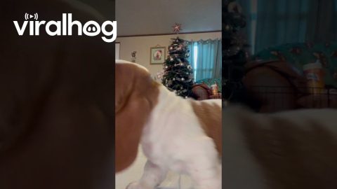 Basset Hound Puppies Lick Camera || ViralHog