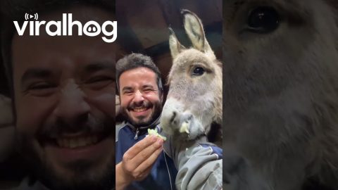 Man Shares Snacks With Farm Animals || ViralHog
