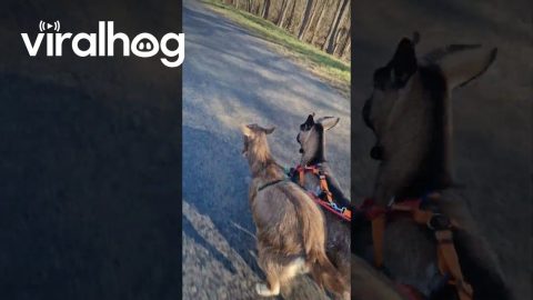 Skateboarding With Mini Goats || ViralHog