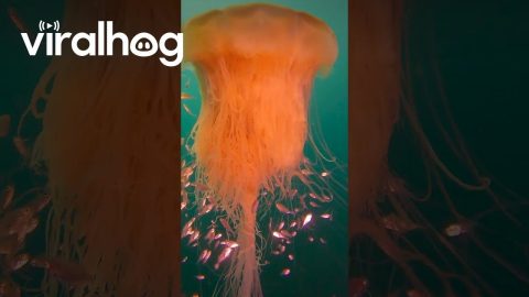 Mesmerising Lion’s Mane Jellyfish || ViralHog