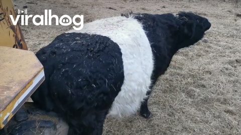 When You Itch That Sweet Spot || ViralHog