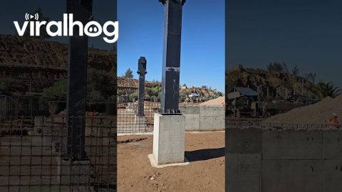 Chihuahua Supervises Job Site || ViralHog