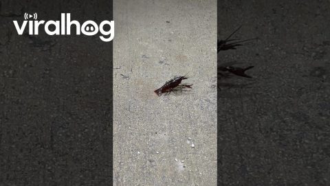 Crawfish Adventures at a Florida Gas Station || ViralHog