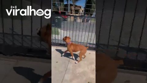 Dog Stands Up on Fence || ViralHog