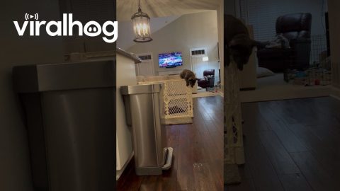 French Bulldog Pup Escapes Pen || ViralHog