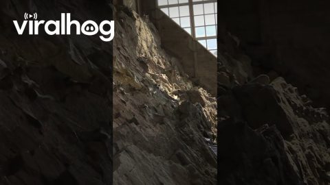 Entire Wall Of Giant Dinosaur Fossils || ViralHog