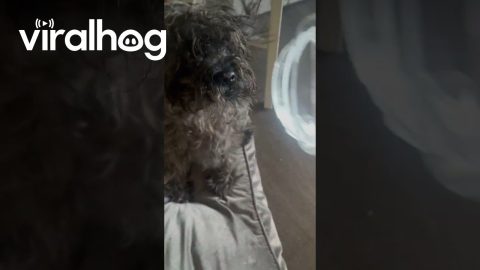 Dog Gets Stuck Diving For Treat Crumbs || ViralHog