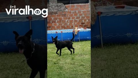 Pup Needs No Help || ViralHog