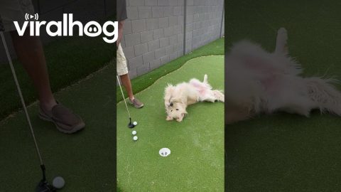 The Cutest Putting Obstacle || ViralHog