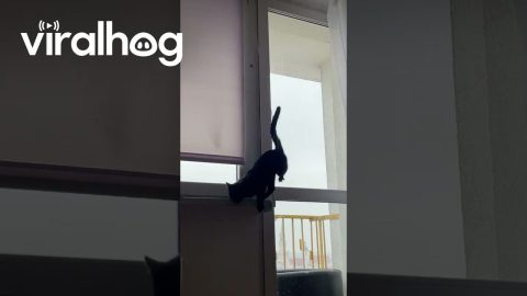 Cat Discovers A Swing || ViralHog