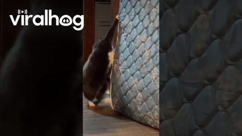 Nothing Is Too Big For This Cat || ViralHog
