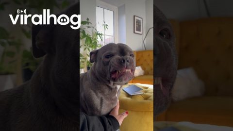 Staffy Smiles When Dad Is Home || ViralHog