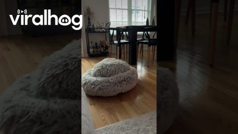 Dog Misunderstands Beds || ViralHog