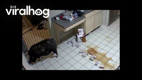 Pig Drinks Case Of Peppery Soda || ViralHog