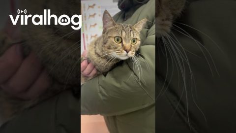 Removing a Hair Tie Stuck in a Cat's Mouth || ViralHog