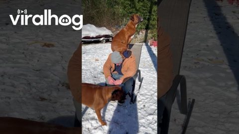 Luna The Boxer Is A Parrot || ViralHog