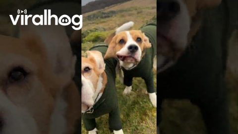 Beagle Brothers Wearing Cute Sweaters Embrace the Wind || ViralHog