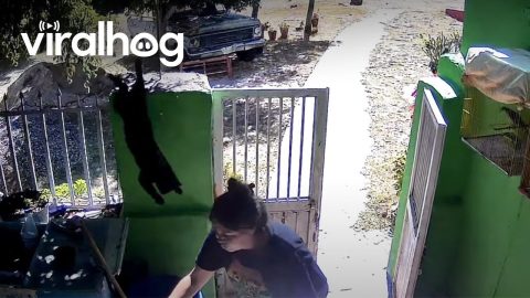 Woman Startled By Falling Cat || ViralHog