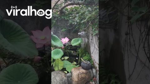 A Very Busy Lotus Leaf || ViralHog