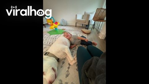 Teddy and Boomer Love to Snuggle || ViralHog