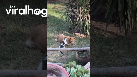 Blind Refuge Dog Massaged By Cat || ViralHog