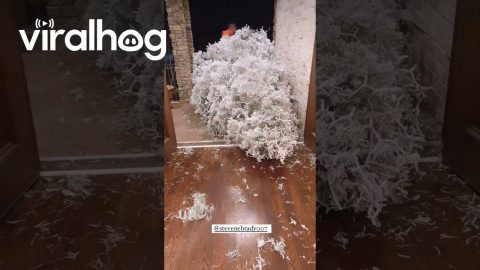 Christmas Tree Creates Chaos in Home || ViralHog