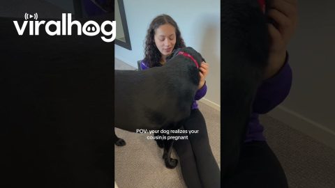 POV: Your Dog Realizes Your Cousin is Pregnant || ViralHog