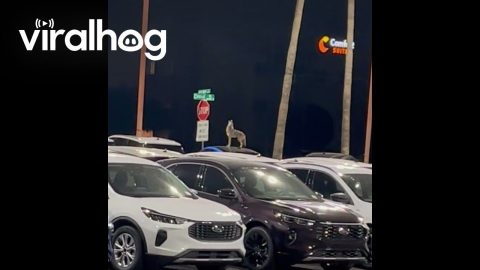 Coyote on Car Welcomes Security Guard to His Shift || ViralHog