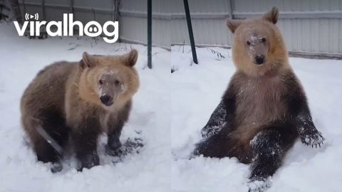 Wild Bears Playing in Snow || ViralHog