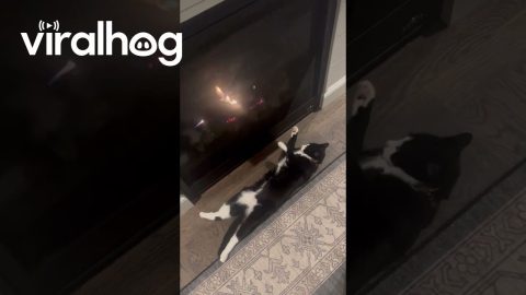 Relaxed Cat Lounges By Fireplace || ViralHog