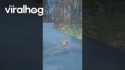 Figgy the Golden Retriever Plays Hide-and-Seek || ViralHog