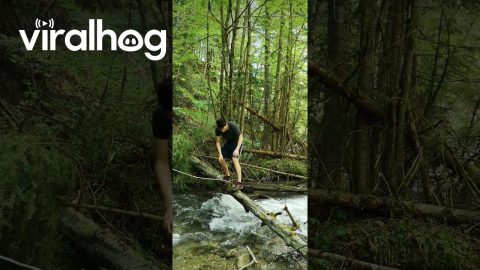 Man Falls Crossing Branch Over Stream || ViralHog