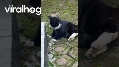 Mouse Turns the Tables on Cat || ViralHog