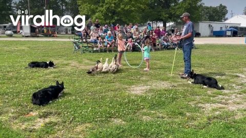 Border Collies Herd Ducks Through Hula Hoop || ViralHog