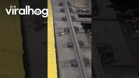 Subway Rats Battle Over Pizza Crust || ViralHog