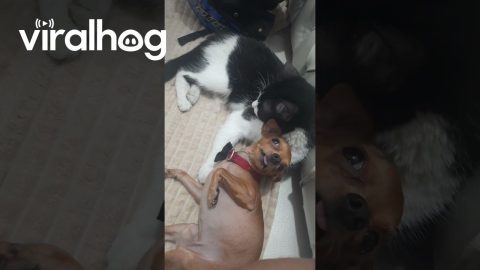 A Cozy Moment Between A Cat And A Dog || ViralHog