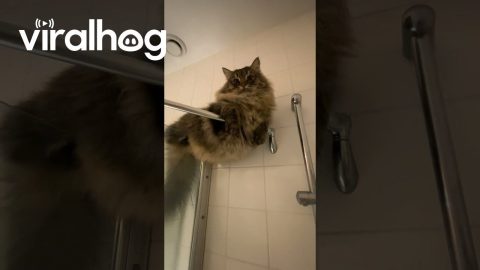 Siberian Cat Perches On Shower Rod || ViralHog