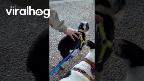 Boston Terrier Does Handstands For Booty Scritches || ViralHog