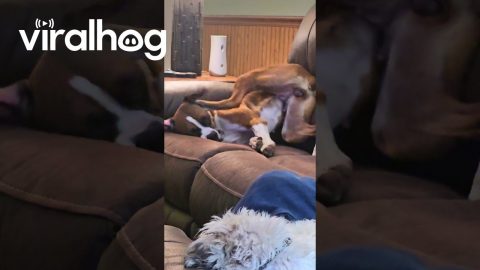 Boxer Contorts to Scratch Itchy Ear || ViralHog