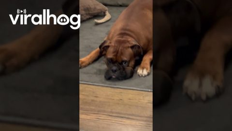 Zeus Loves His Tennis Ball || ViralHog
