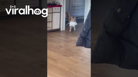 Sudden Ringing Startles Cat || ViralHog